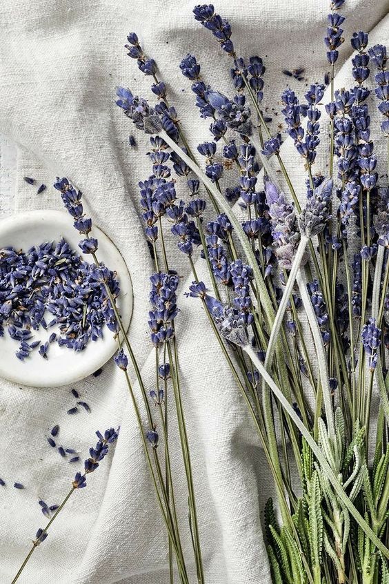 Lavande en parfumerie artisanale entre fraîcheur aromatique, élégance et modernité olfactive