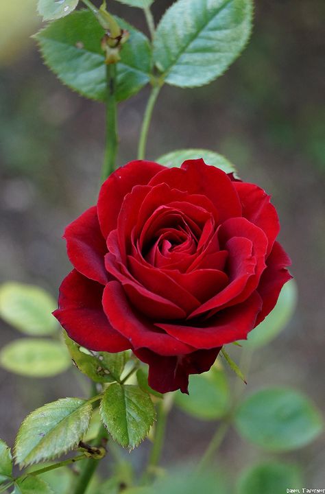 Rose en parfumerie artisanale entre élégance florale, relief et modernité olfactive