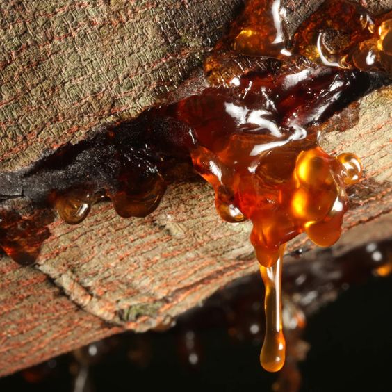 Mediterranean Amber, parfum entre agrumes lumineux et ambre oriental élégant
