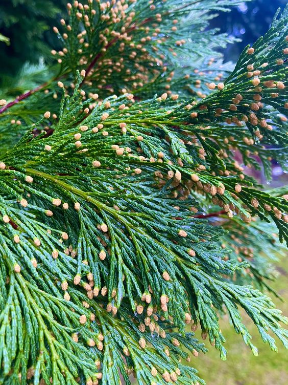 Cèdre vert en parfumerie, note boisée fraîche et raffinée pour un sillage lumineux