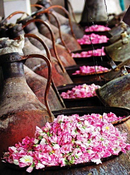 La rose chez Noble Essence dans la création de parfums floraux élégants et nuancés