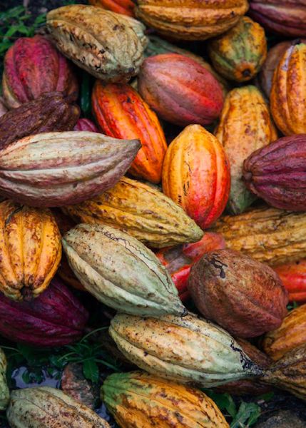 La fève de cacao en parfumerie comme matière chaude sombre et gourmande