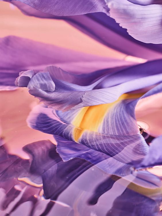 L’iris en parfumerie, matière poudrée et élégante au style raffiné