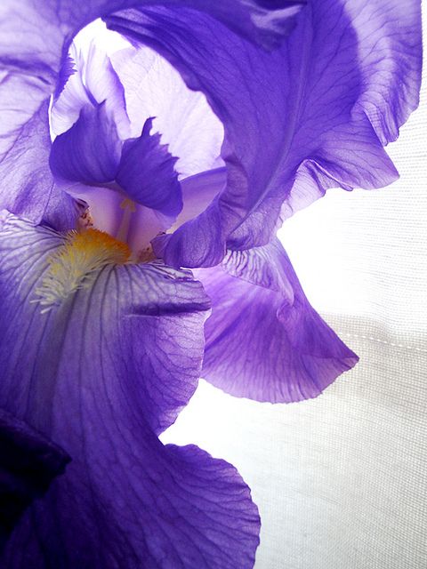 Iris en parfumerie, matière poudrée élégante et raffinée dans les parfums floraux de caractère