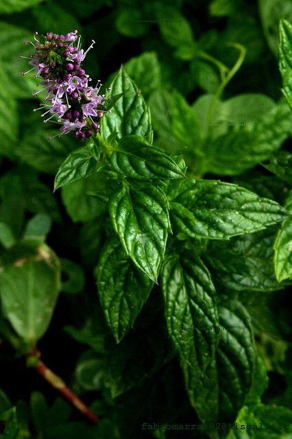 Patchouli en parfumerie, note terreuse boisée et profonde au cœur des parfums de caractère