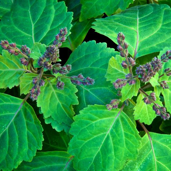 Le patchouli en parfumerie, matière boisée et terreuse qui apporte profondeur et caractère