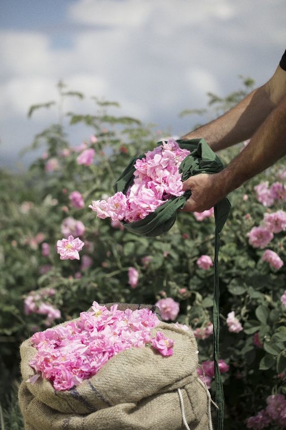 Rose en parfumerie matière florale élégante moderne et raffinée
