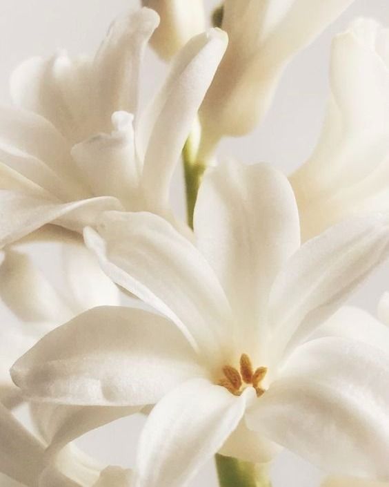 fleurs de tubéreuse blanches sur fond sombre parfumerie de niche