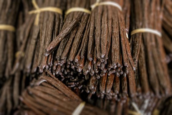 Vanille dans les parfums de luxe et signature olfactive noble moderne et élégante