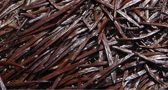 Variétés de vanille en parfumerie et différences olfactives selon l’origine de la matière