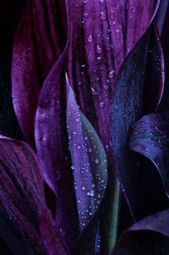Violette en parfumerie, note florale poudrée et feutrée pour des parfums élégants et raffinés