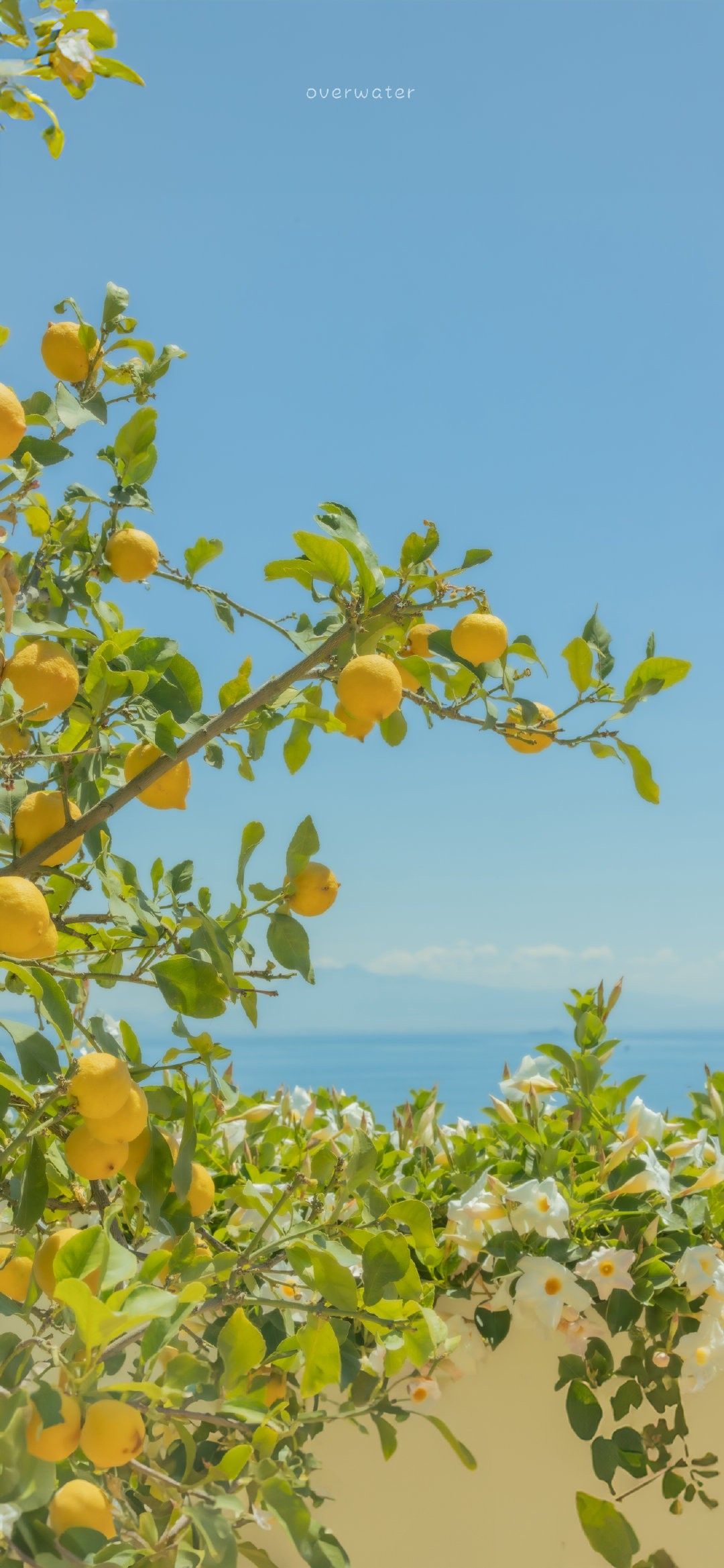 Parfum frais longue tenue inspiré des agrumes méditerranéens
