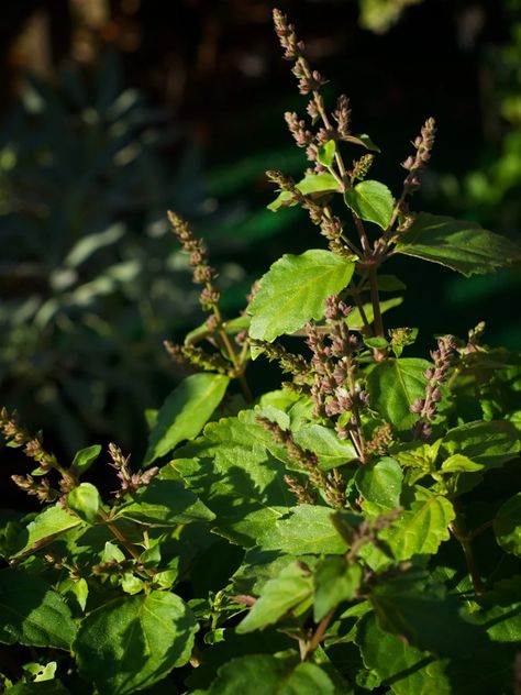 Le Patchouli : Mystère Terreux dans la Parfumerie Artisanale