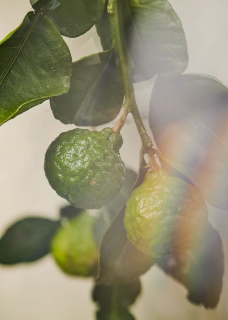 Parfum sur mouillette ou sur peau : bergamote et lumière pour illustrer le test