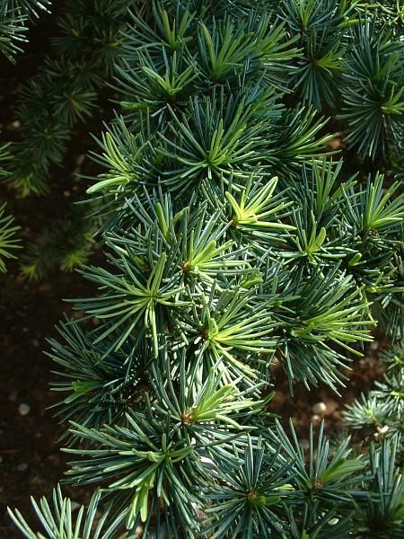 Cèdre : L'Élégance et la Puissance de la Forêt