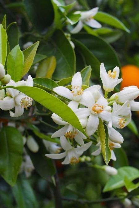 La Fleur d'Oranger, Symbole de Douceur et d'Élégance