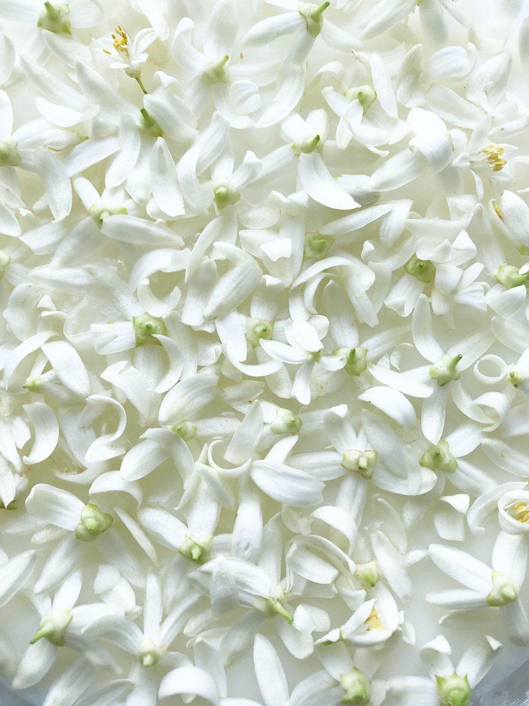 Fleurs blanches pour illustrer un article sur le parfum floral