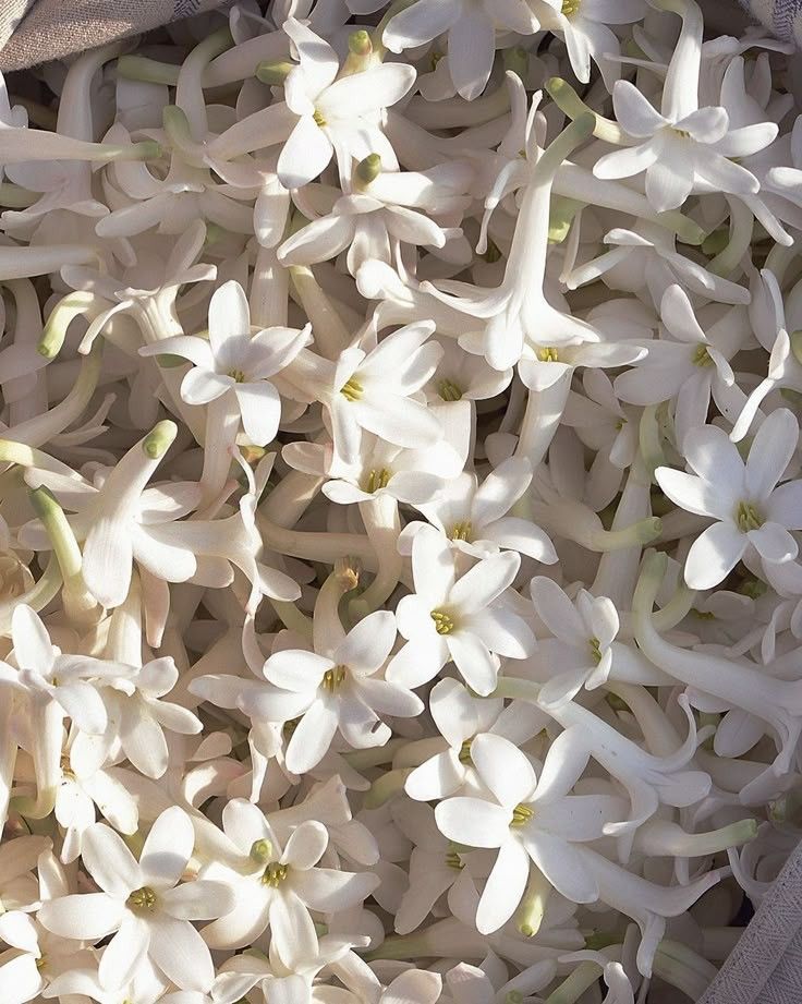 parfum tubéreuse Signature Royale Sapos Parfums fond floral blanc