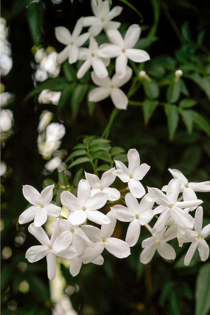 Fleurs de jasmin blanches et lumineuses