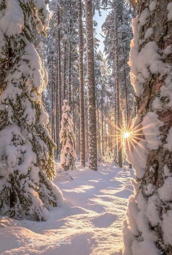 Trouver Son Parfum d'Hiver : Une Quête Chaleureuse et Personnelle