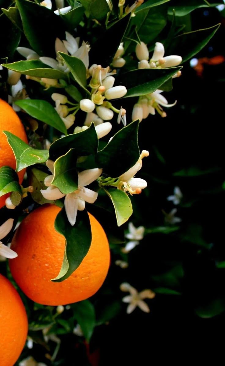 Néroli et fleur d’oranger dans un parfum frais