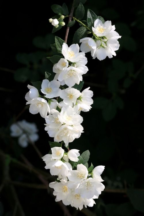 La Tubéreuse : L'éclat Sensuel et Mystérieux des Ténèbres Florales