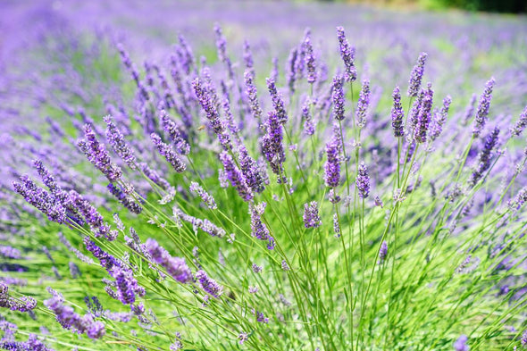 Parfum lavande : comment éviter l’effet trop classique et trouver un vrai beau sillage ?