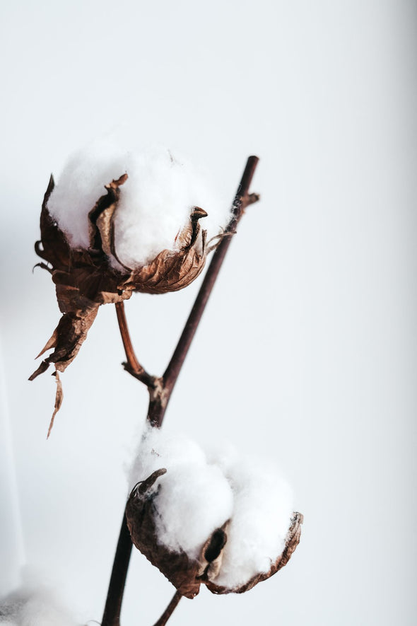 Parfum fleur de coton : quel style choisir pour un sillage léger et réconfortant ?