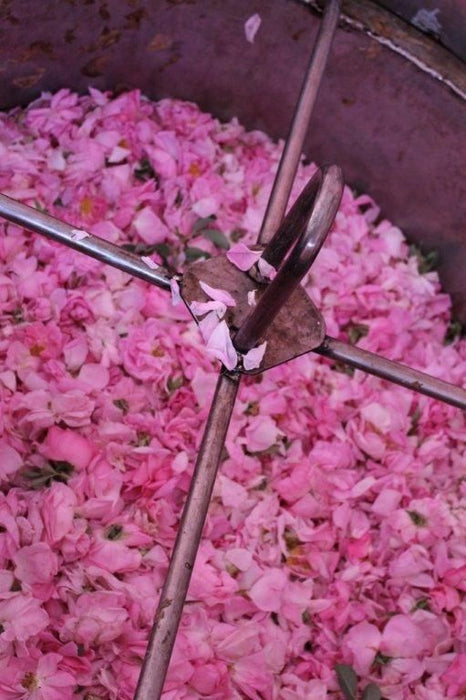 Parfum rose fraîche : comment choisir une rose moderne sans effet trop classique ?
