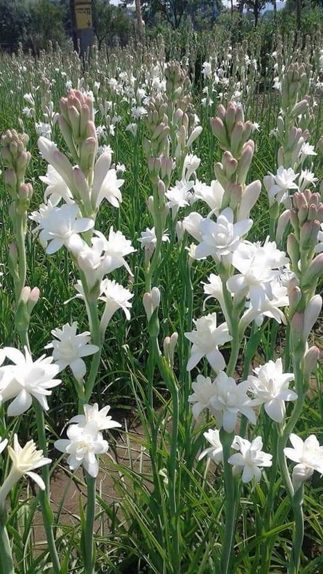 Parfum tubéreuse : comment choisir entre un floral charnel et un floral plus portable ?