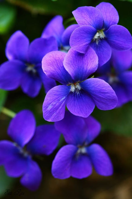 Parfum violette : pourquoi cette note donne une élégance douce et légèrement vintage ?